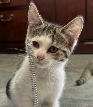Rescue Tabby Cats for Adoption in Beckley, West Virginia - Mandy | PetCurious