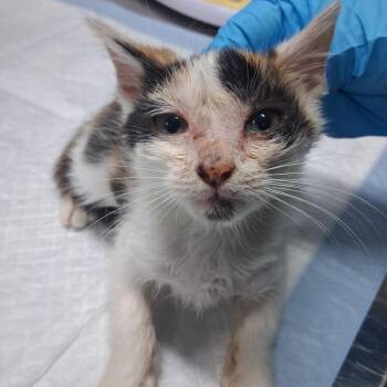 Nightwhisp -  Domestic Short Hair Cat for Adoption in Summerville, South Carolina - Nightwhisp | PetCurious