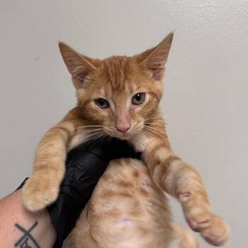 Toby -  Domestic Short Hair Cat for Adoption in Columbiana, Alabama - Toby | PetCurious