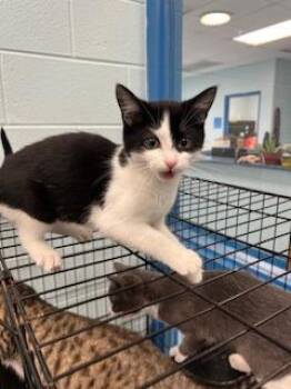 Rescue Domestic Short Hair Cats for Adoption in Berryville, Virginia - Brandy | PetCurious