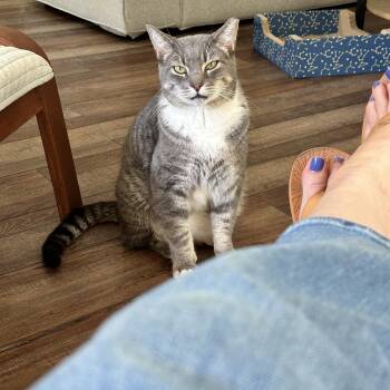 Rescue Domestic Short Hair Cats for Adoption in Dickson, Tennessee - Chonkers | PetCurious