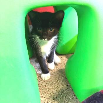 Lyric -  Domestic Short Hair Cat Available for Adoption in Sarasota, Florida - Lyric | PetCurious