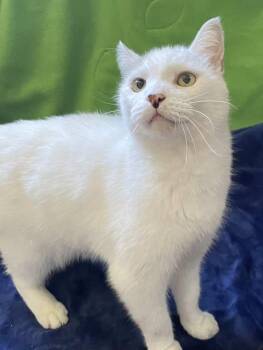 Triton -  American Shorthair and Tabby Cat for Adoption in Billerica, Massachusetts - Triton | PetCurious