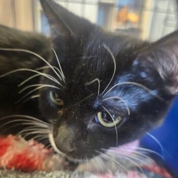 Magpie -  Domestic Short Hair Cat for Adoption in Grantsville, Utah - Magpie | PetCurious