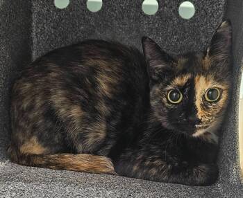 Tiny Tina -  Domestic Short Hair Cat for Adoption in Athens, Tennessee - Tiny Tina | PetCurious