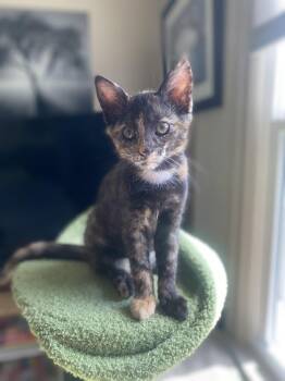 Redbull -  Domestic Short Hair Cat for Adoption in Dayton, Ohio - Redbull | PetCurious