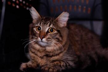 Opalite -  Domestic Long Hair Cat for Adoption in Cleveland, Ohio - Opalite | PetCurious