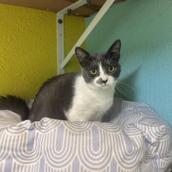 Flamingo -  Domestic Short Hair Cat for Adoption in Fresno, California - Flamingo | PetCurious