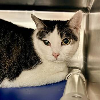 Domestic Short Hair Cats Available for Adoption - Casca | PetCurious