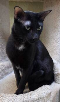 Cosmo -  Domestic Short Hair Cat for Adoption in St. George, Utah - Cosmo | PetCurious
