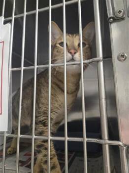 Pablo -  Domestic Short Hair Cat for Adoption in Montreal, Quebec - Pablo | PetCurious