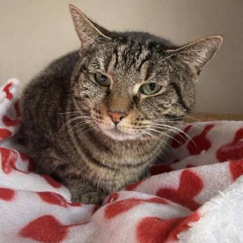 Tabby Cats Available for Adoption - Lopa Chiquita | PetCurious