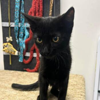 Shadow -  Domestic Short Hair Cat for Adoption in Hemet, California - Shadow | PetCurious