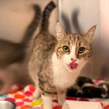 Mnemosyne aka Mosy -  Domestic Short Hair Cat for Adoption in Philadelphia, Pennsylvania - Mnemosyne Aka Mosy | PetCurious