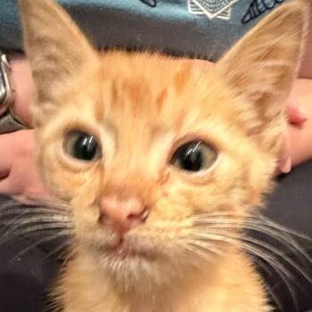 *Courtesy Listing - Cheetah -  Domestic Short Hair Cat for Adoption in Tuscaloosa, Alabama - *Courtesy Listing - Cheetah | PetCurious