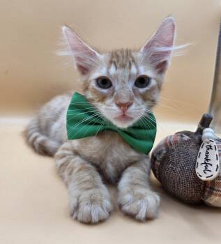 Rex -  Domestic Medium Hair Cat for Adoption in Mobile, Alabama - Rex | PetCurious