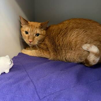 Domestic Short Hair Cats Available for Adoption in Sarasota, Florida - Thunder | PetCurious