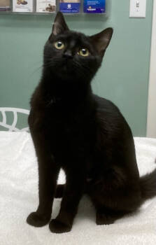 Rescue Domestic Short Hair Cats for Adoption in Youngsville, North Carolina - Sheba25 | PetCurious