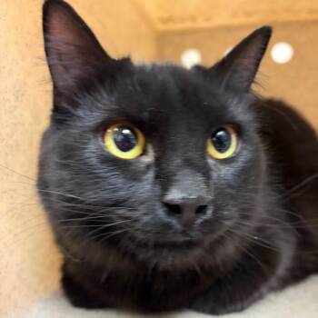 Miss Murphy -  Domestic Short Hair Cat for Adoption in Reno, Nevada - Miss Murphy | PetCurious