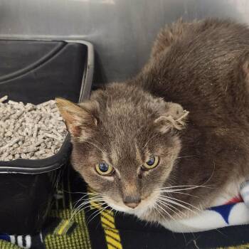 Domestic Short Hair Cats Available for Adoption - Sterling | PetCurious