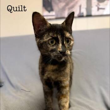 Domestic Short Hair Cats Available for Adoption - Quilt | PetCurious