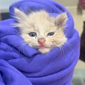 Sausage Bo-Berry -  Domestic Medium Hair Cat for Adoption in Winston-salem, North Carolina - Sausage Bo-Berry | PetCurious