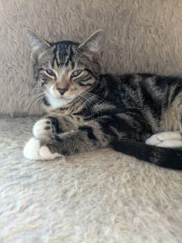 Orion - Kitten -  Domestic Short Hair Cat for Adoption in Enfield, Connecticut - Orion - Kitten | PetCurious