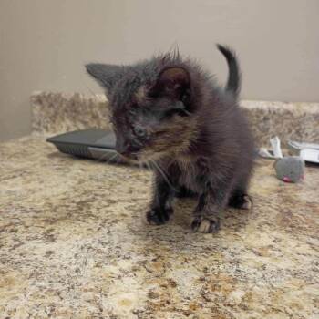 Dilute Tortoiseshell Cats Available for Adoption - Ursula (in Chestertown, MD) | PetCurious