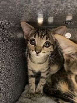 MISTY -  Domestic Short Hair Cat for Adoption in St. Cloud, Florida - MISTY | PetCurious