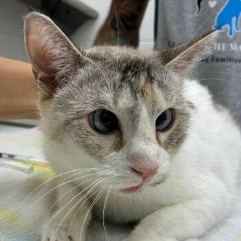 Siamese Cats Available for Adoption - Mara | PetCurious