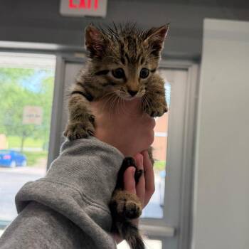 Chihuahua -  Domestic Short Hair Cat for Adoption in Mankato, Minnesota - Chihuahua | PetCurious
