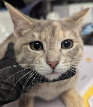 Domestic Short Hair Cats Available for Adoption in Ontario, California - ASTRA | PetCurious
