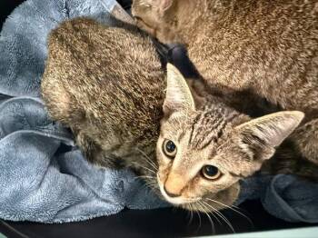 A1271540 -  Domestic Short Hair Cat for Adoption in Charlotte, North Carolina - A1271540 | PetCurious