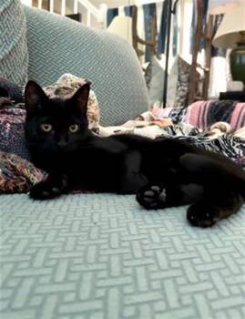 Rescue Domestic Short Hair Cats for Adoption in Pasadena, Texas - SCOOT | PetCurious