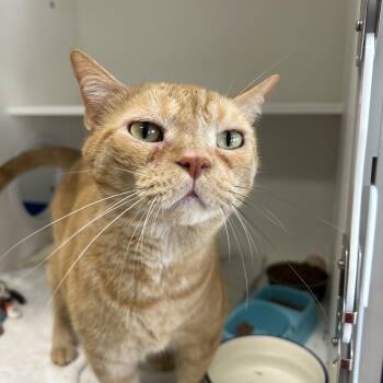 Simba & Benji (Bonded) -  Domestic Short Hair Cat for Adoption in La Grange Park, Illinois - Simba & Benji (Bonded) | PetCurious