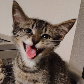 Rescue Domestic Short Hair Cats for Adoption in Venice, Florida - Willy | PetCurious