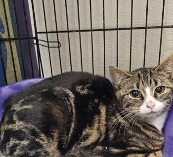 Stormi -  Domestic Short Hair and Tiger Cat Available for Adoption in Webster, Massachusetts - Stormi | PetCurious