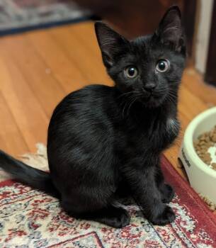 Luke Skywalker -  Domestic Short Hair Cat for Adoption in Melrose, Massachusetts - Luke Skywalker | PetCurious