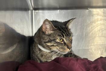 Fritterbug -  Domestic Short Hair Cat for Adoption in New York, New York - Fritterbug | PetCurious