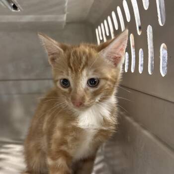 Domestic Short Hair Cats Available for Adoption in Milton, Florida - Sassafras | PetCurious