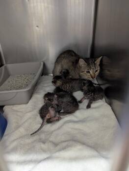 Bugg -  Domestic Short Hair Cat for Adoption in Rocky Mount, North Carolina - Bugg | PetCurious