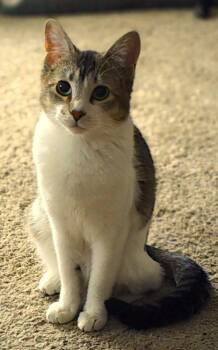 Rescue Domestic Short Hair Cats for Adoption in Anchorage, Alaska - Tiramisu | PetCurious
