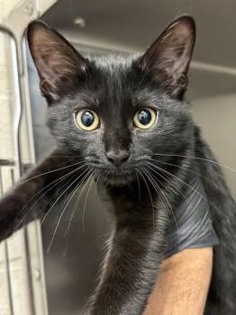 Fruit Snack -  Domestic Short Hair Cat for Adoption in Wichita, Kansas - Fruit Snack | PetCurious