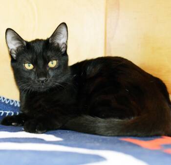 NORM -  Domestic Short Hair Cat for Adoption in San Clemente, California - NORM | PetCurious