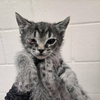 Anchor -  Domestic Short Hair Cat for Adoption in Reno, Nevada - Anchor | PetCurious