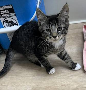 Saul -  Domestic Short Hair Cat for Adoption in Medina, Ohio - Saul | PetCurious