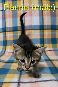 Rescue Domestic Short Hair Cats for Adoption in Newcastle, Oklahoma - Flannel | PetCurious