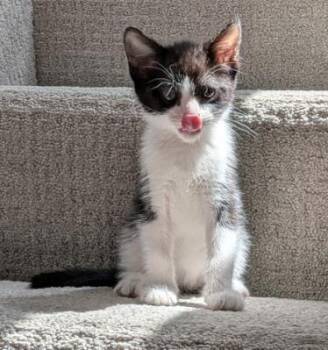 SCOUT -  Domestic Short Hair Cat for Adoption in Colorado Springs, Colorado - SCOUT | PetCurious