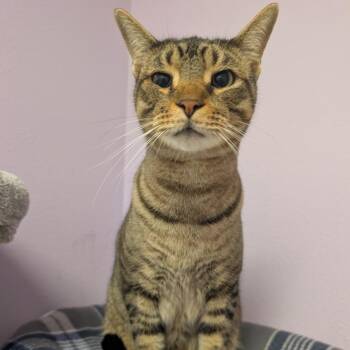 Luca -  Domestic Short Hair Cat for Adoption in Titusville, Florida - Luca | PetCurious