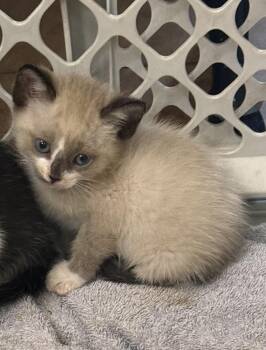 Bentley -  Siamese Cat for Adoption in Lancaster, California - Bentley | PetCurious
